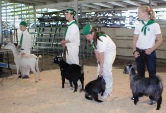 Novice Goat Showmanship