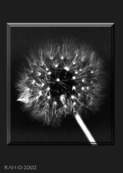 ATC-Dandelion